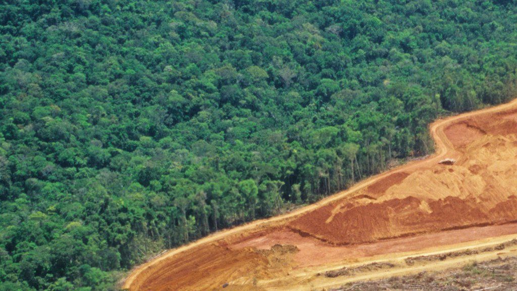 En 2018 los bosques vírgenes perdieron una superficie del tamaño de Bélgica