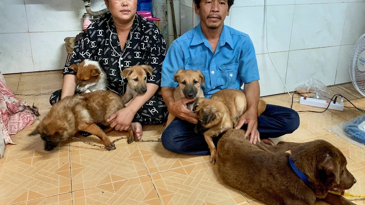 Les sacrificaron a sus 13 perros por Covid