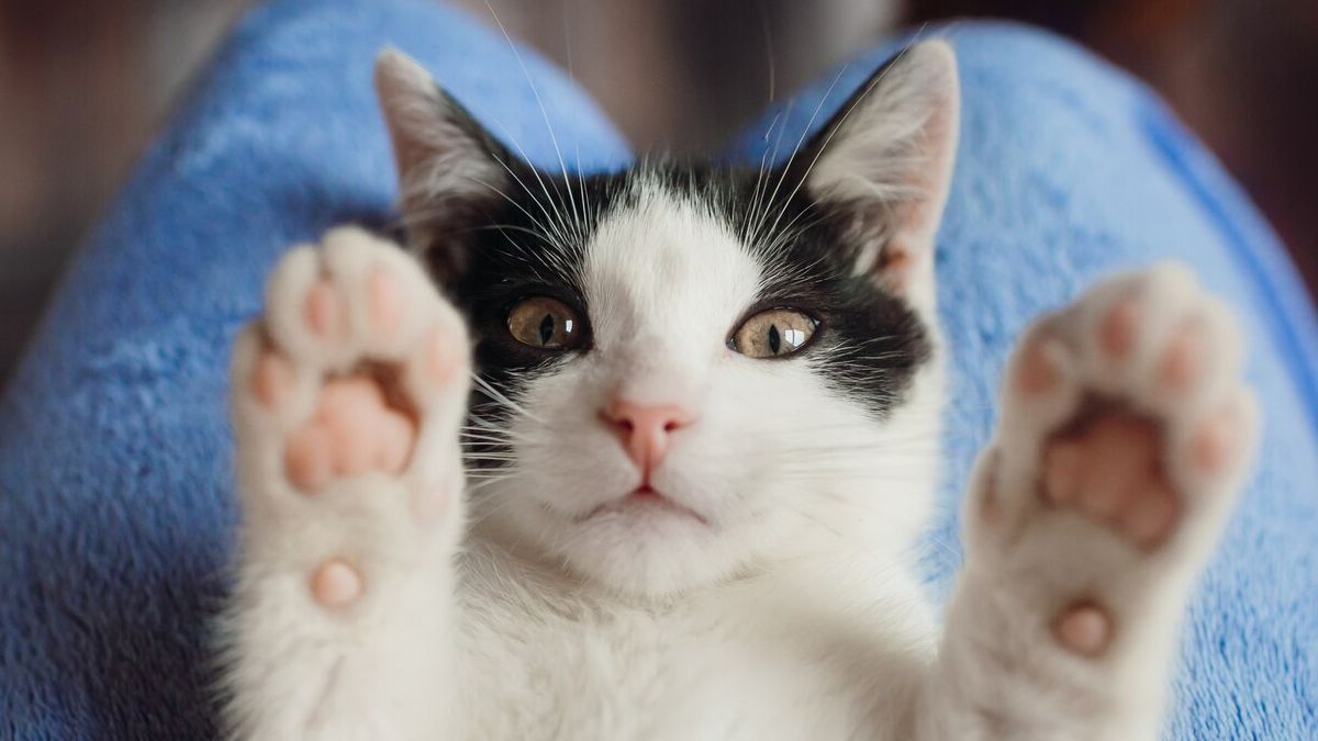 Qué significa el ronroneo de los gatos: ¡todo lo que no sabías!