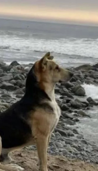 Vaguito, el perro que espera en la playa a su dueño que jamás regresará