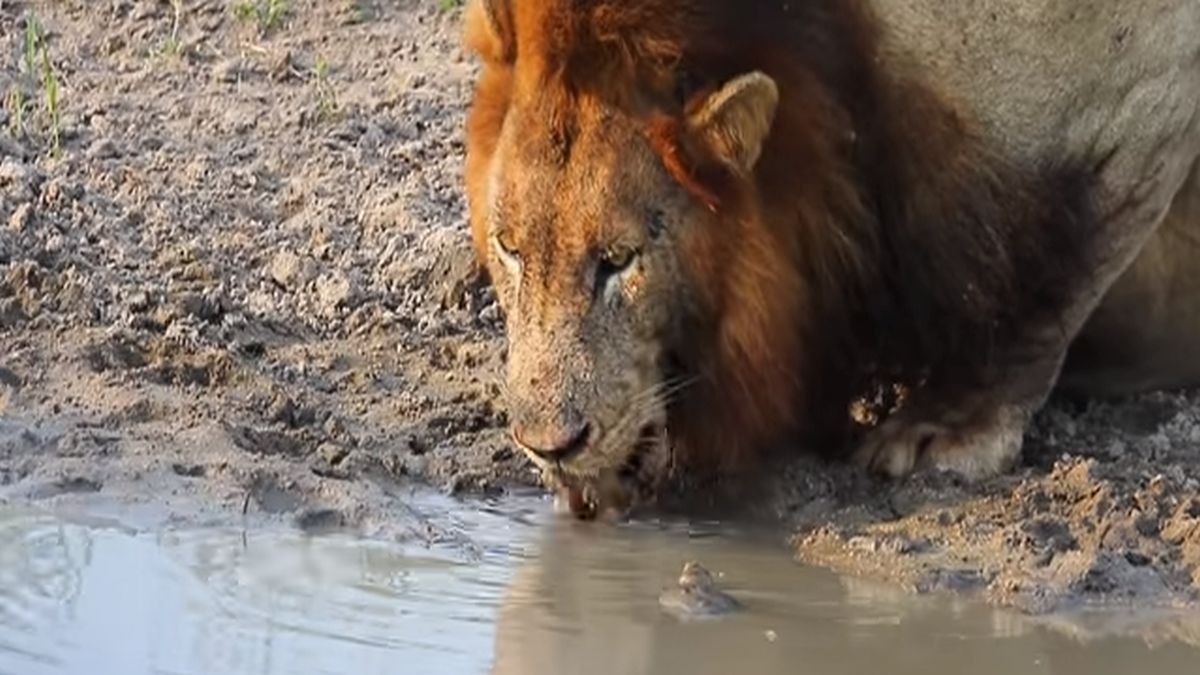 En un video publicado por Latest Sighthings se puede ver a ambos animales juntos. Cuando parece que el león se la va a comer
