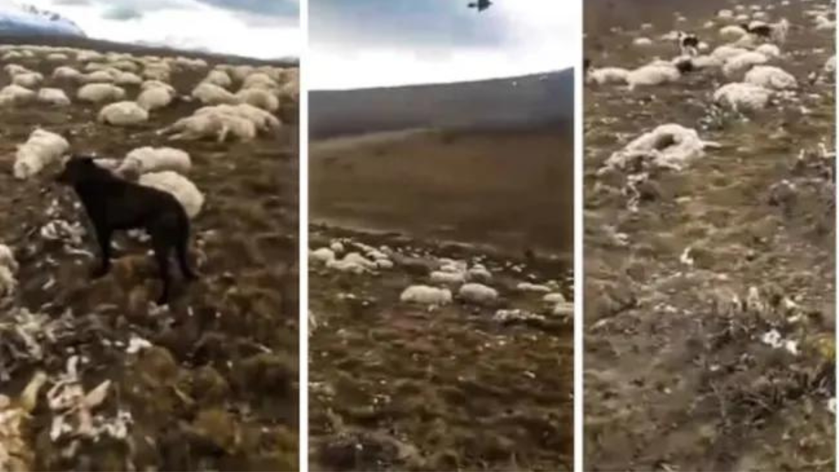 Santa Cruz y una postal desgarradora: tras el descongelamiento encuentran miles de animales muertos