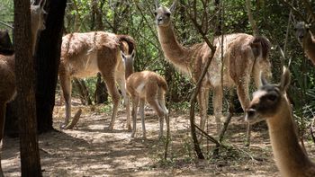 Argentina hace historia con el regreso de un mamífero en peligro de extinción