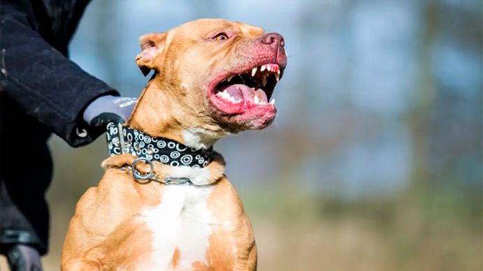 Otra vez un ataque pitbull en Córdoba: un nene saludó a un amigo y su perro le desfiguró la cara