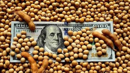 Fuerte suba del precio internacional de la soja que volvió a superar los 600 dólares