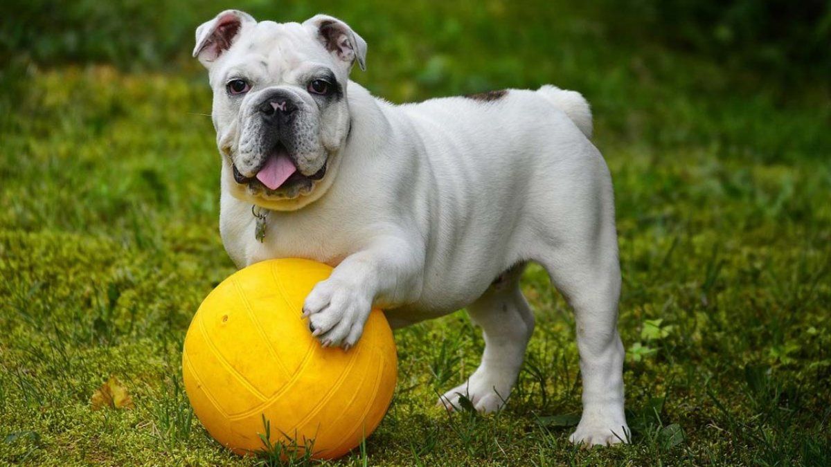 Encuentran muertos a 38 cachorros de bulldog en un avión