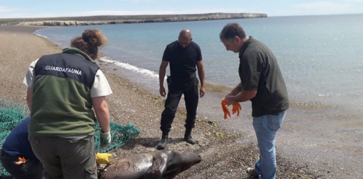 Indignación: tres pescadores mataron a palazos a un lobo marino en Península Valdés