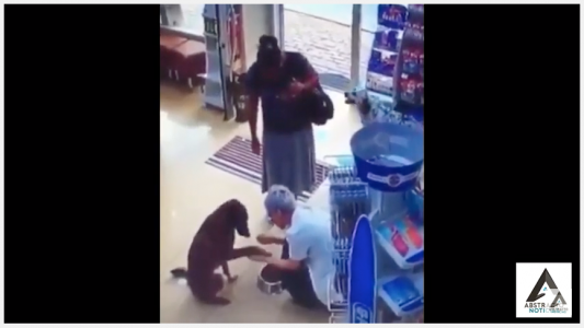 Un perro callejero entra en una farmacia y muestra la pata herida