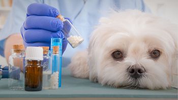 Desafíos comerciales en el mercado farmacéutico veterinario y cómo afectan a las pymes de ese sector