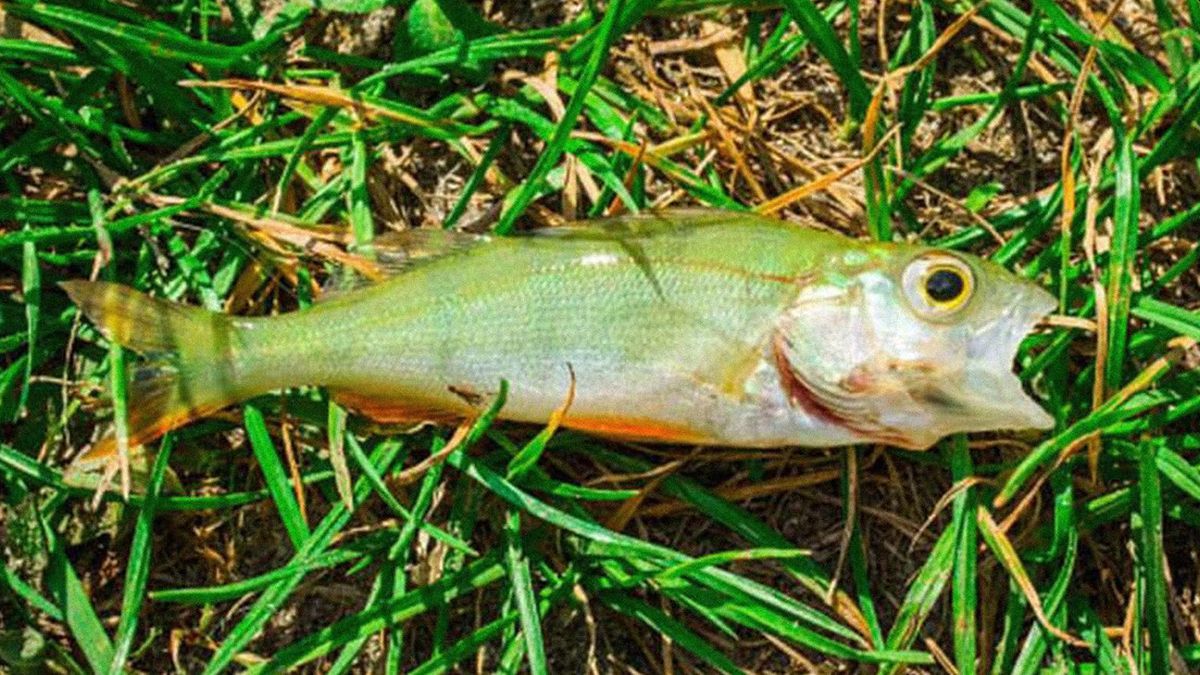 Fish fell from the sky in a Texas town