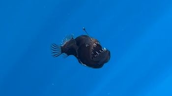 Pescadores descubren un ser marino de otro mundo en Canarias: los secretos del diablo negro