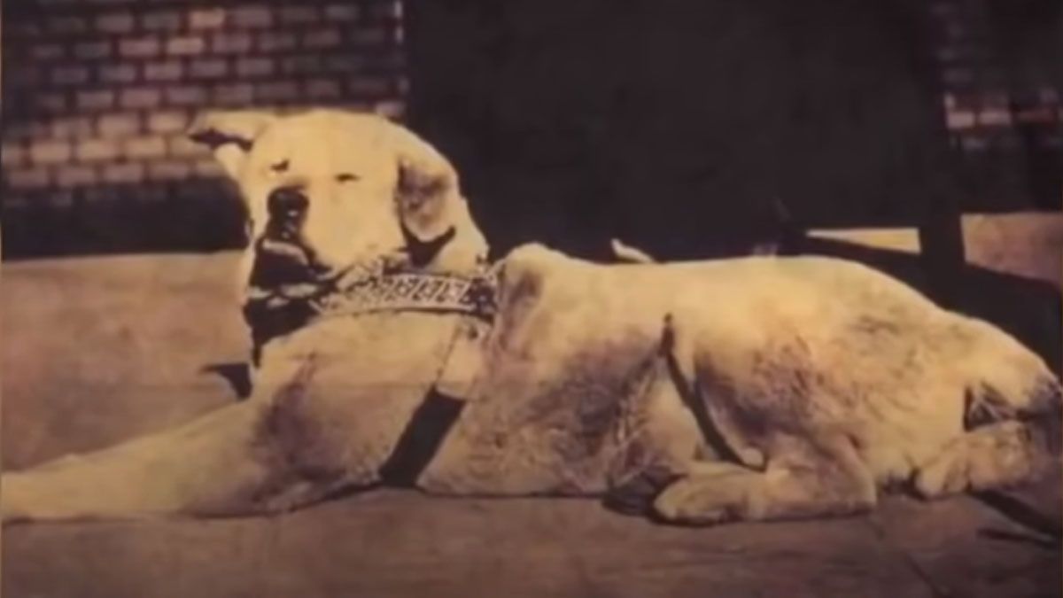 Hachiko, el perro más fiel del mundo su emotiva historia a cien años