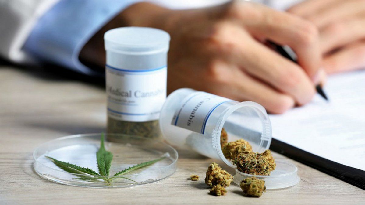 Jujuy será la primera provincia cannábica: el INTA producirá aceite con fines medicinales