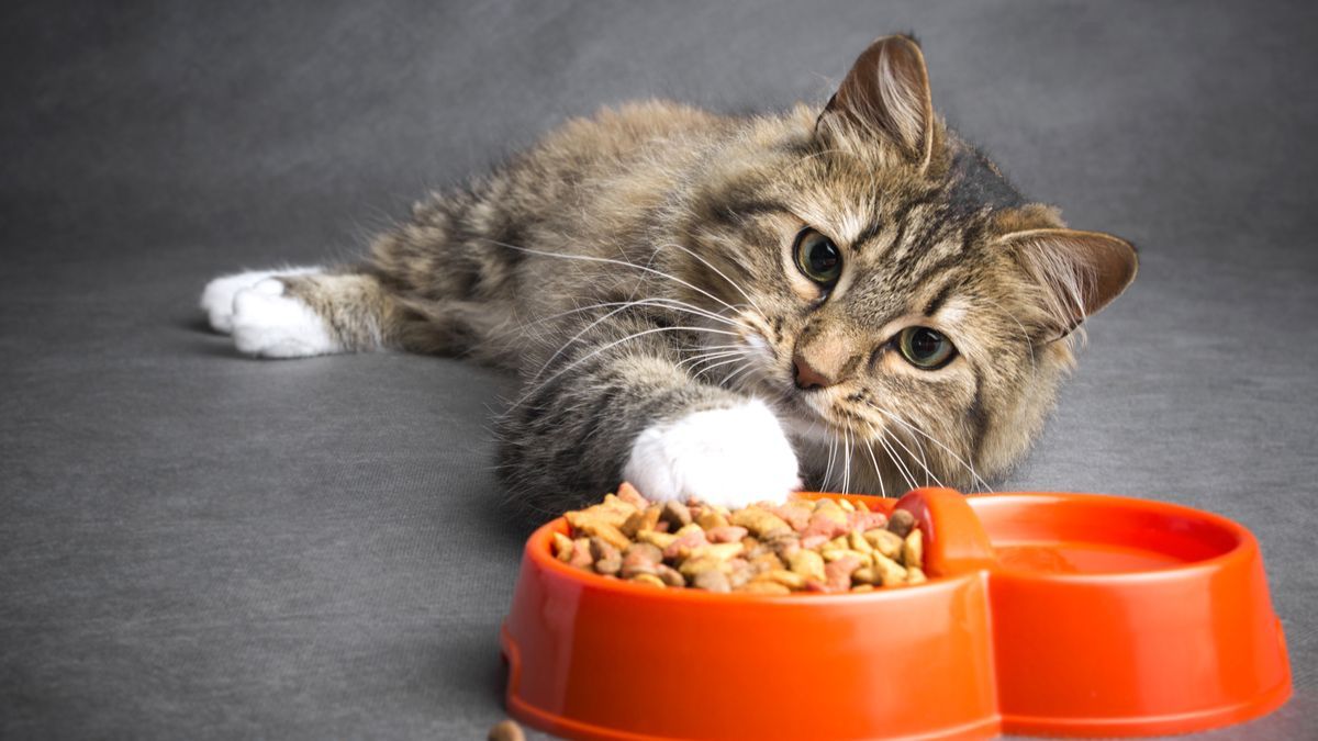 Evitá estos errores al alimentar a tu gato: claves para su bienestar.