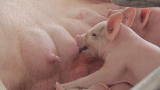 Una familia de emprendedores es furor con sus carnicerías de porcinos: Entre Ezeiza o Entre Ríos, elegimos quedarnos