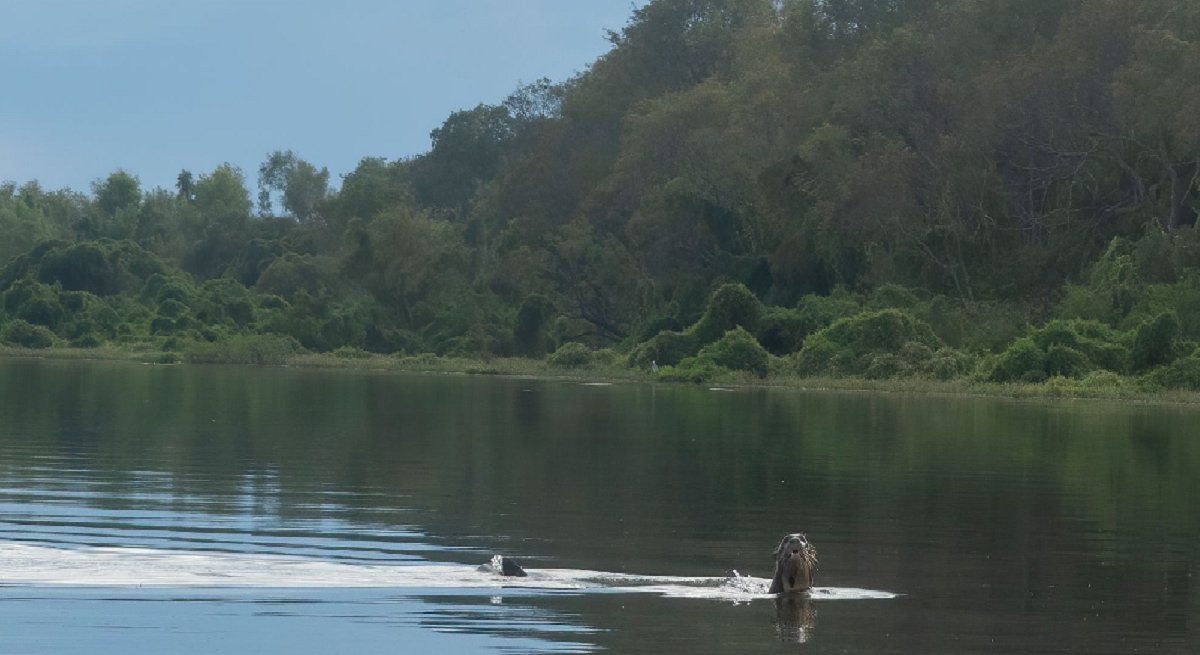 En Argentina se la considera extinta. Los últimos grupos familiares se vieron en la década de 1980 en la provincia de Misiones.&nbsp;En el río Bermejo