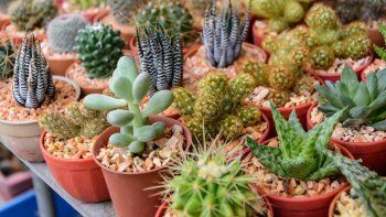 Llevá tus PLANTAS a otro nivel con este SECRETO CASERO que transformará tus CACTUS y SUCULENTAS