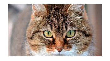 Un estudio científico aseguró que los gatos domésticos tienen rasgos psicópatas
