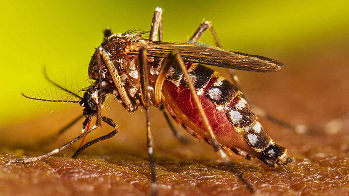 Fuerte brote de Dengue en la Provincia de Buenos Aires:&nbsp; hay 24 municipios en alerta y cifras récord (Foto: archivo)