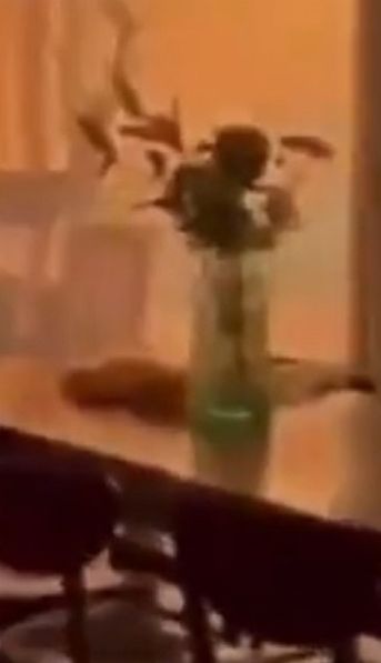 ¡ATERRADOR! Grabó cómo el fuego lo acorraló a él y a su perro en su casa de Hollywood
