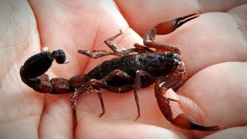 Un nene de dos años murió por la picadura de un alacrán en Corrientes y denuncian a un hospital por mala praxis