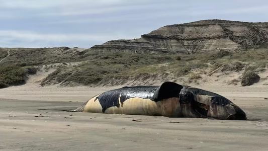 Aparecieron más de 70 ballenas sin vida en Península Valdés y se conoce la posible causa