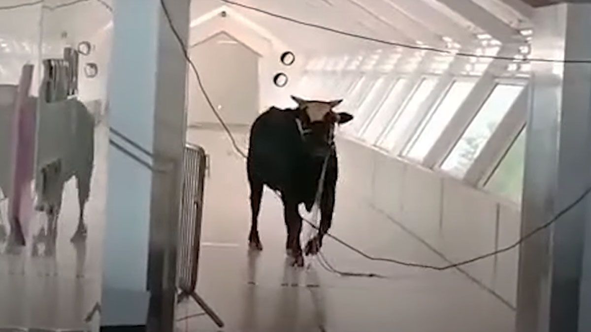 Insólito: Un toro suelto por el banco en Tel Aviv (Foto: Gentileza The Guardian) 