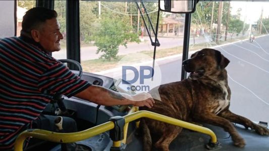 Un perro acompaña a un chofer de colectivos y se hizo viral
