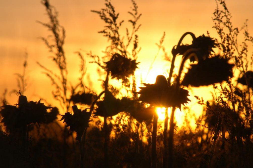 El campo sufre por la ola de calor y sigue de cerca el pronóstico de las lluvias.
