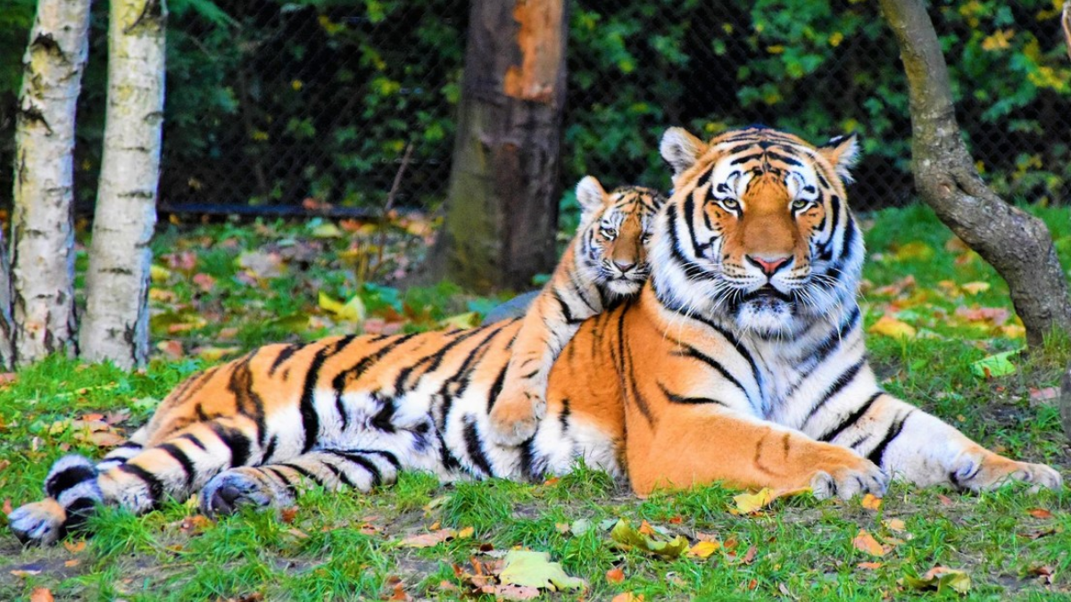 Un tigre en peligro de extinción mató a la hembra durante el acto sexual