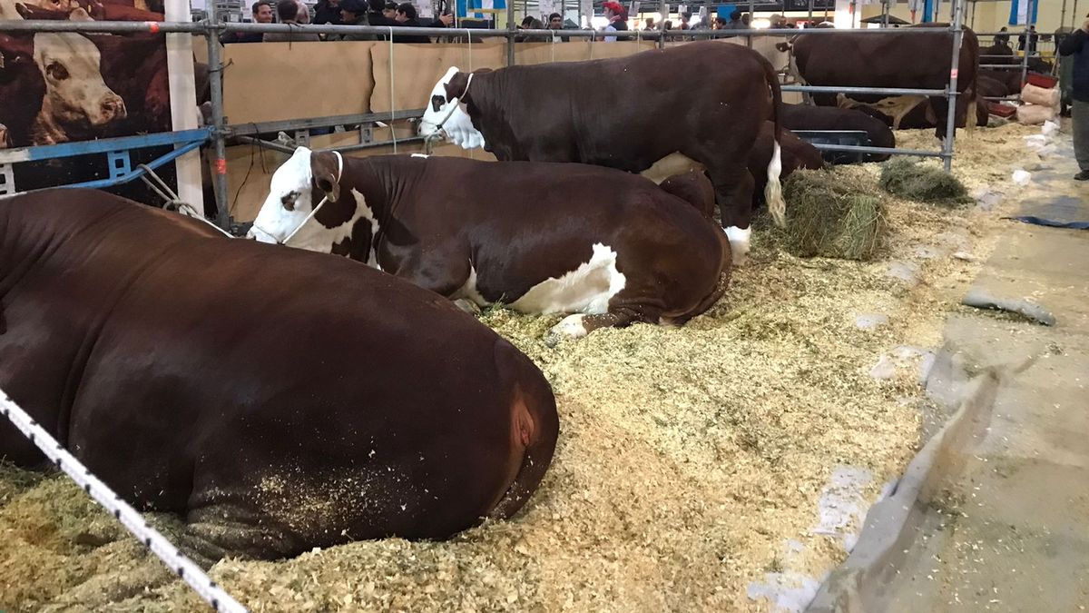 Braford, una de las razas presentes en La Rural.