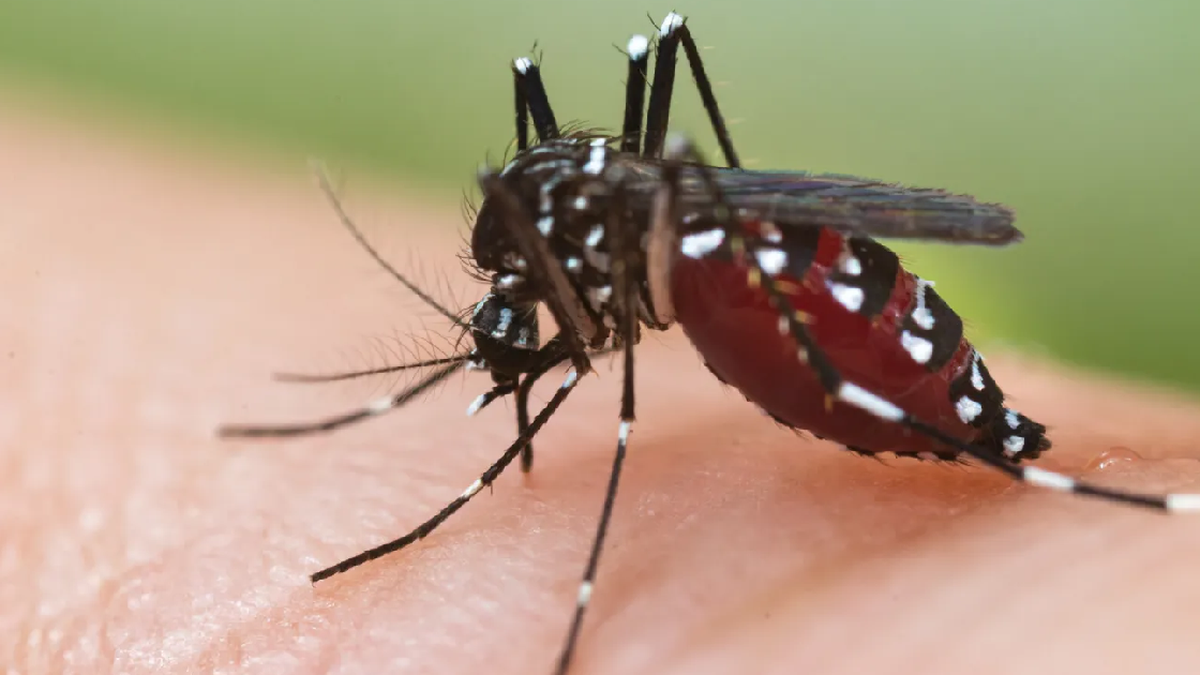 El mosquito del dengue se hizo fuerte en la Ciudad. (Foto: archivo)