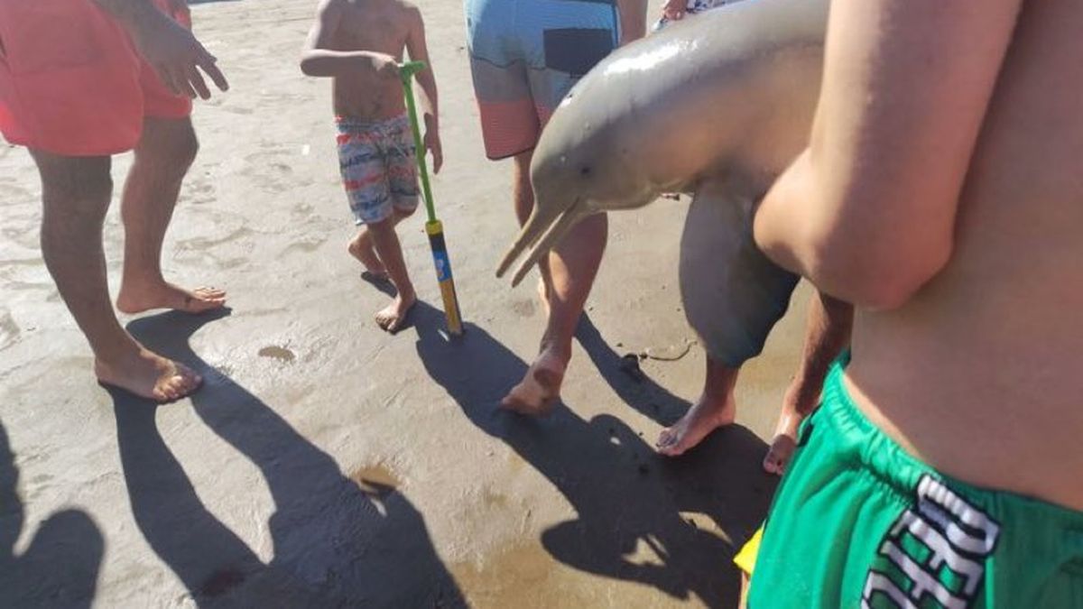 Apareció un delfín en Mar del Tuyú.