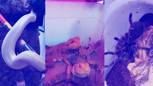 Víboras, tarántulas y ranas exóticas: descubren una verdadera jungla en una casa en Córdoba