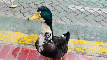 Insólita guerra de mascotas: acusan a un pato por violencia contra un perro