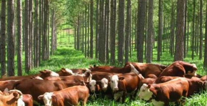 Algunas producciones como la ganadería, en combinación con la actividad forestal.