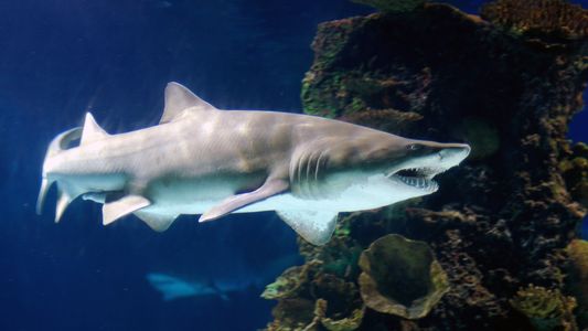 Una mujer embarazada rescató a su marido del ataque de un tiburón