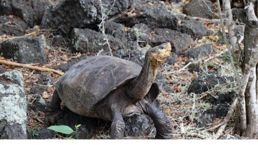 Sorpresa en las Islas Galápagos: encuentran tortuga gigante que se creía extinta hace un siglo