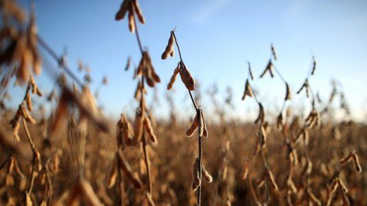 La soja y el clima: comienza el descenso de la temperatura