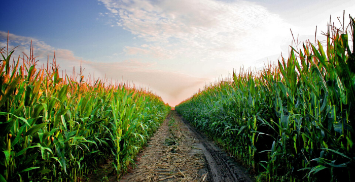 El maíz en su laberinto: petróleo, seguridad alimentaria y el camino de la proteína animal