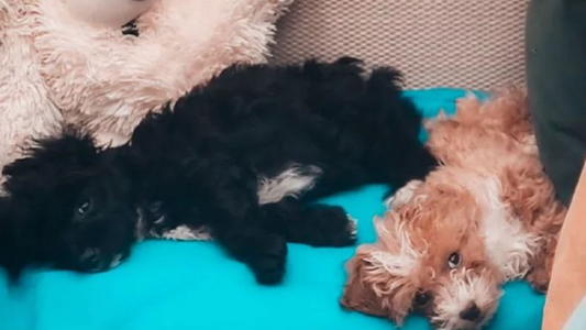 Revelaron qué sucederá con los perritos Caramelo y Delmora de Gran Hermano 2022: No se quedarán...