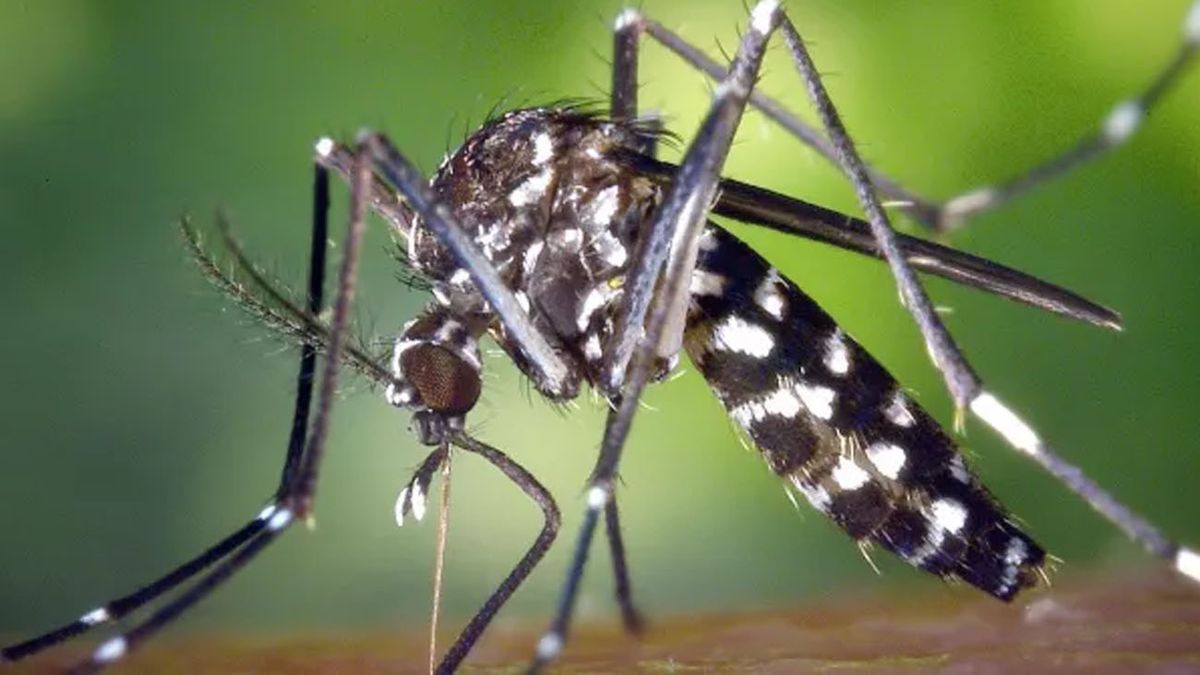 Dengue: se registró la primera muerte en San Juan