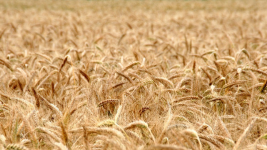 El precio del trigo sigue en alza en Chicago y llega al máximo desde octubre de 2013