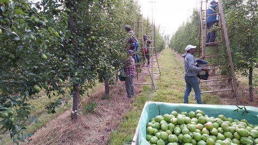 Trabajo temporal: en Río Negro buscan compatibilizar el empleo en la cosecha con planes sociales