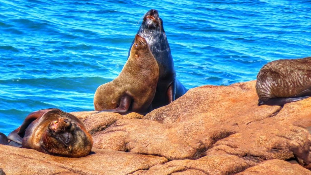 Los lobos marinos de Cabo Polonio en Uruguay y una extraña manera de preservarlos. (Foto: Gentileza casaeneleste)