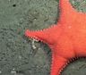 La estrella culona del CONICET ahora tiene su versión comestible: cómo es y dónde se consigue