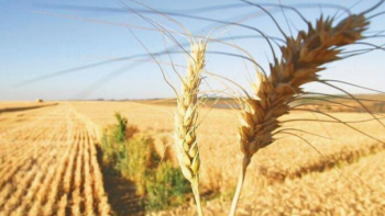 Por clima seco, caen las proyecciones de siembra de trigo