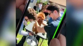 Polémico video: estudiantes universitarios obligaron a un perro a tomar cerveza
