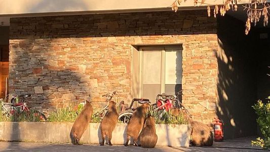 Carpinchos: ¿Cuáles son los planes del Gobierno nacional ante la queja de los vecinos de Nordelta?