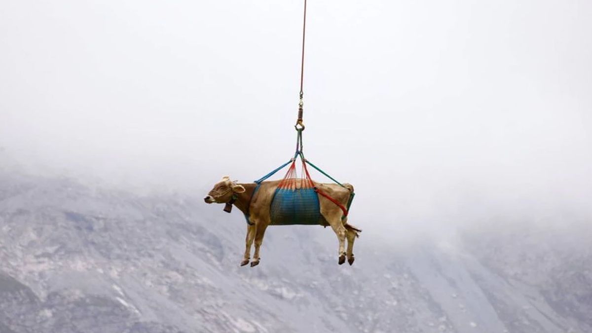 Trasladaron vacas lesionadas en helicóptero y las imágenes se viralizaron
